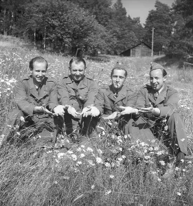 Military men in the 1940s. Four men in uniform are sitting in a meadow flowered field