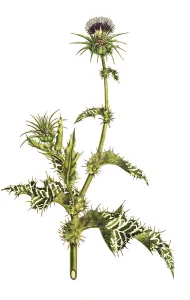 Milk thistle, Silybum marianum