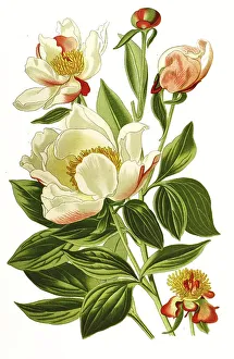 Milk White Peony or Chinese Peony
