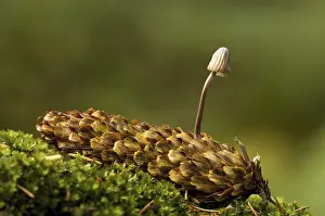 A milking bonnet (Mycena galopus)