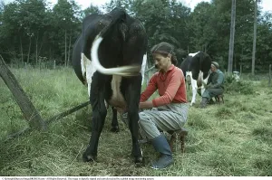 Milking cows in the 1970s. A woman sits beside her cow in a pasture