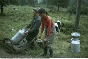 Milking cows in the 1970s. A woman sits beside her cow in a pasture