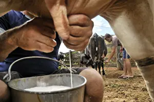 Milking cows by hand, traditional dairy farming