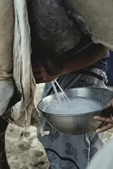 Milking a dromedary cow (Camelus dromedarius)
