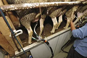 Milking parlor for the sheep, in a pen on a dairy farm