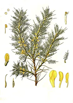 Milkvetch (Astragalus) adscendens