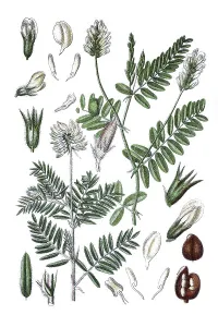 Milkvetch (Astragalus pilosus) on the left