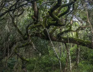Milkwood Forest, Grootbos, Gansbay