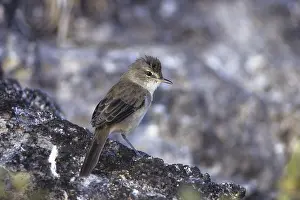 Millerbird, Nihoa Millerbird, Acrocephalus familiarus