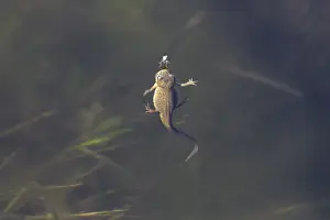 Only a few millimetres separate the female pond newt (Lissotriton vulgaris)
