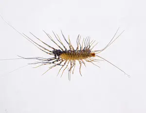 Millipede in the bank. The Flycatcher