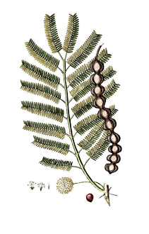 Mimosa nilotia, Egyptian Shield Thorn