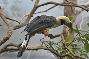 Mindanao Tarctic Hornbill (Penelopides affinis)