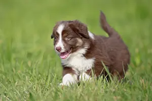 Miniature American Shepherd (Canis lupus familiaris) puppy