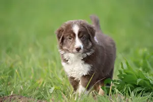 Miniature American Shepherd (Canis lupus familiaris) puppy
