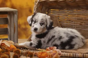 Miniature Australian Shepherd, puppy, 7 weeks