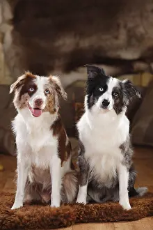 Miniature Australian Shepherds