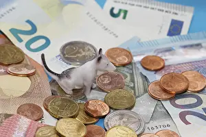 Framed Print : Miniature bull terrier figure sitting on euro coins surrounded by banknotes against a blue background