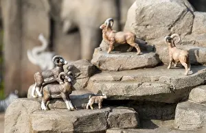 Miniature mountain goats