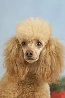 Miniature Poodle, apricot