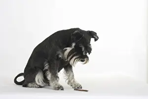 Miniature Schnauzer, black-silver