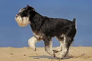 Miniature Schnauzer, black-silver at beach