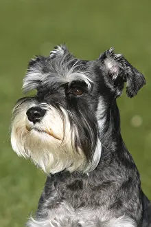 Miniature Schnauzer, black-silver, Schnauzer