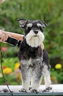 Miniature Schnauzer (Canis lupus familiaris)