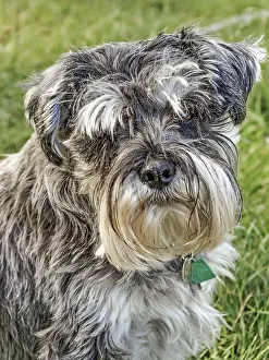 Miniature Schnauzer Dog