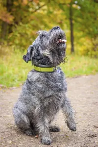 Miniature schnauzer dog for a walk in the autumn park
