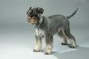 Miniature Schnauzer, Pepper-and-Salt