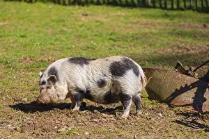 One Minipig, Sus scrofa domesticus
