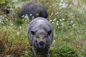 Two Minipigs, Sus scrofa domesticus