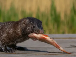 A mink captures a rudd from an angler