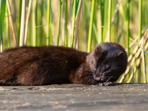 A mink grooming its fur