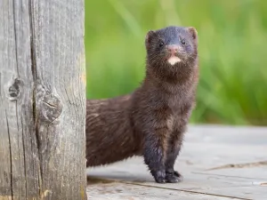 A mink looks interested
