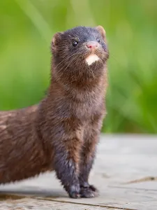 A mink looks interested