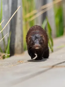 A mink sneaks up on you