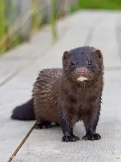 A mink stands on a fishing pier