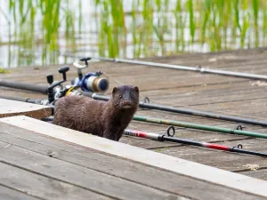 A mink stands between fishing tackle