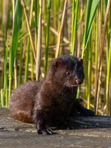 A mink in the sun