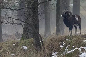 A few minutes ago, this mouflon ram (Ovis gmelini) was still a member of a small group
