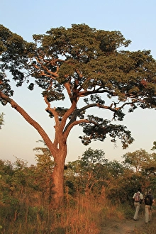 Miombo tree, Brachystegia spec