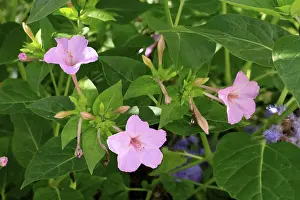 Mirabilis jalapa, blooming, flower