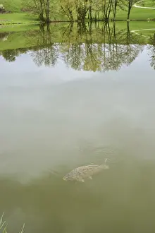 Mirage in a little lake, Bavaria, Germany