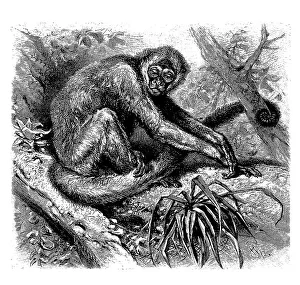Miriki, spider monkey, Ateles hypoxanthus