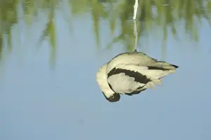 Mirror image of the black-capped avocet (Recurvirostra avosetta) on Texel