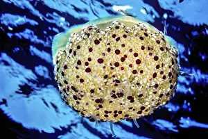 Mirrored egg jellyfish (Cotylorhiza tuberculata)
