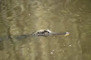 Mississippi alligator (Alligator mississipiensis)