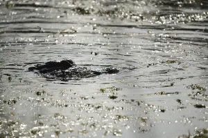 Mississippi alligator (Alligator mississipiensis)